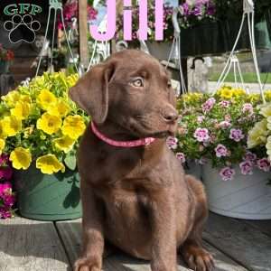 Jill, Chocolate Labrador Retriever Puppy
